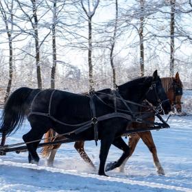 Pferdefahrt im fünischen Dorf